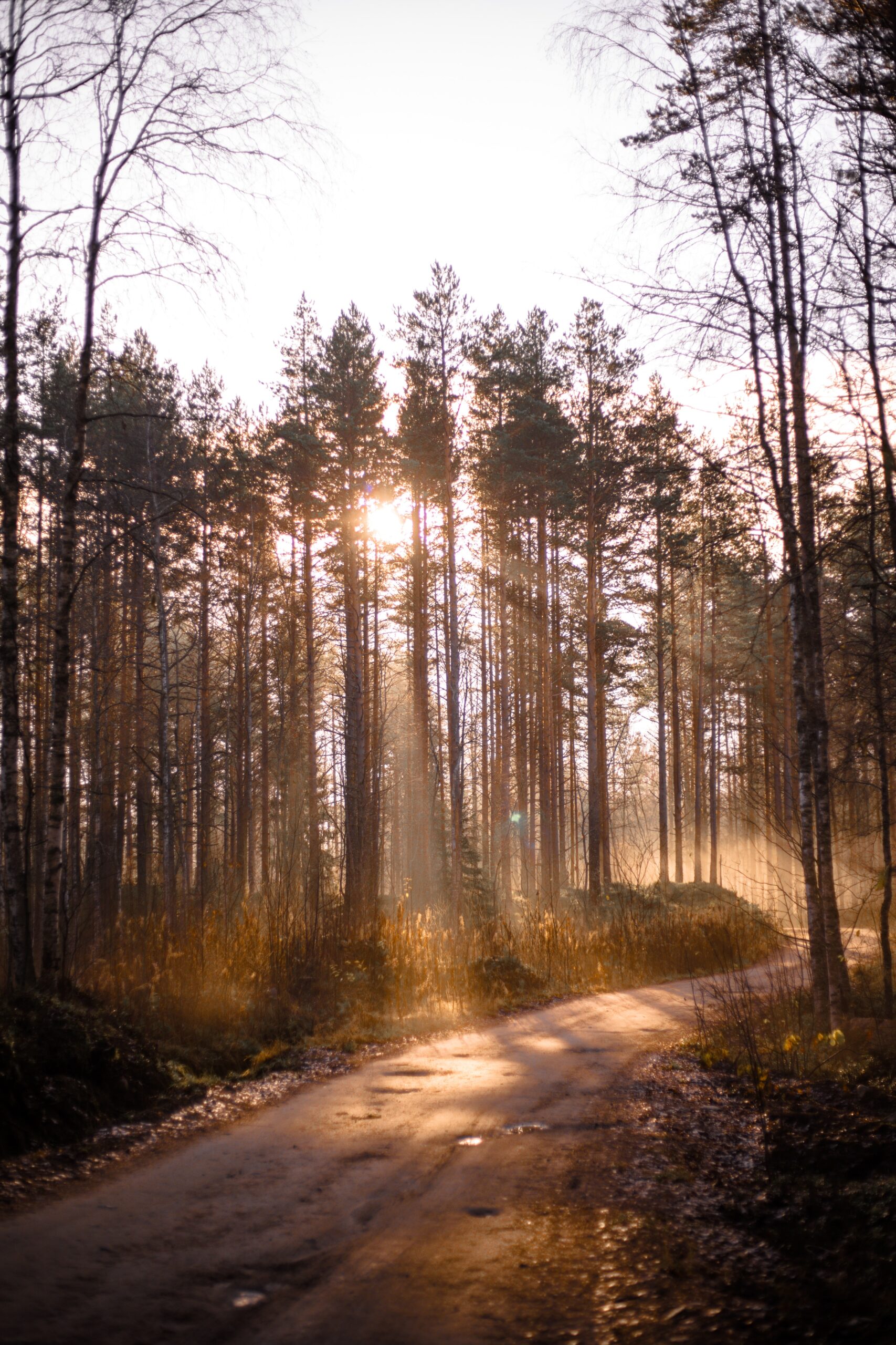 forest-pathway